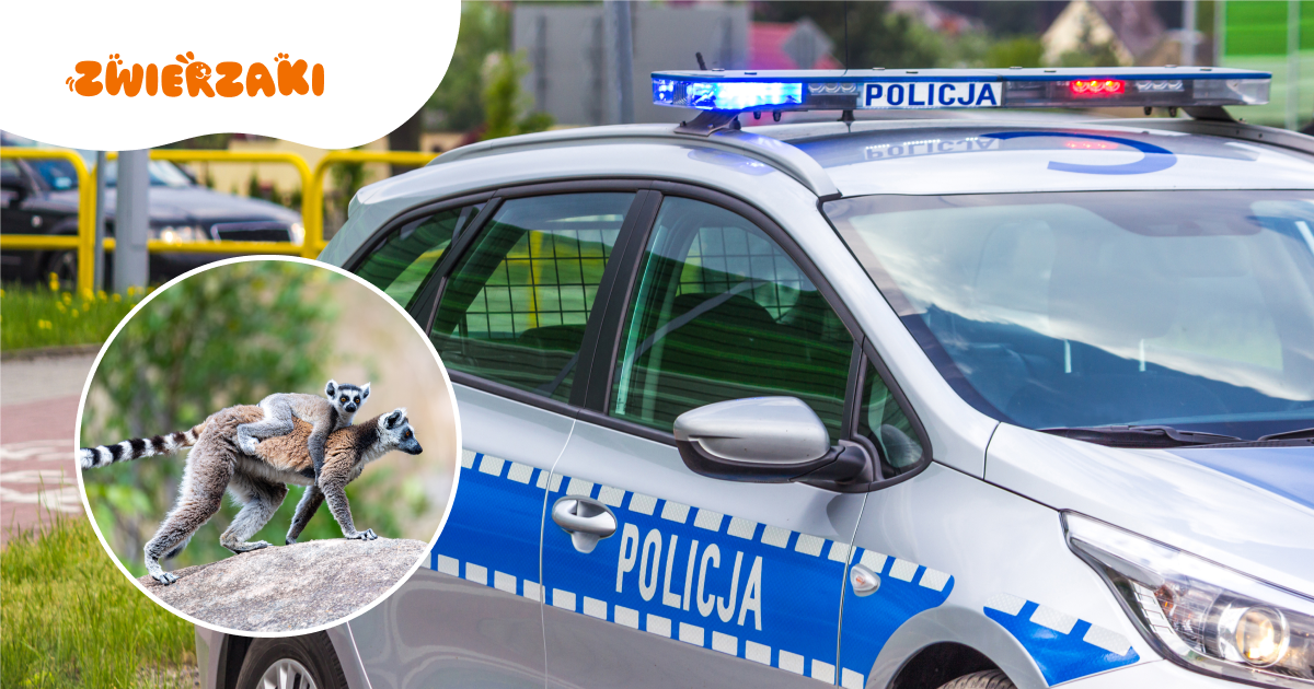 Policja i prokuratura w ZOO Łączna. Cztery osoby zatrzymane, trwa sprawdzanie warunków zwierząt