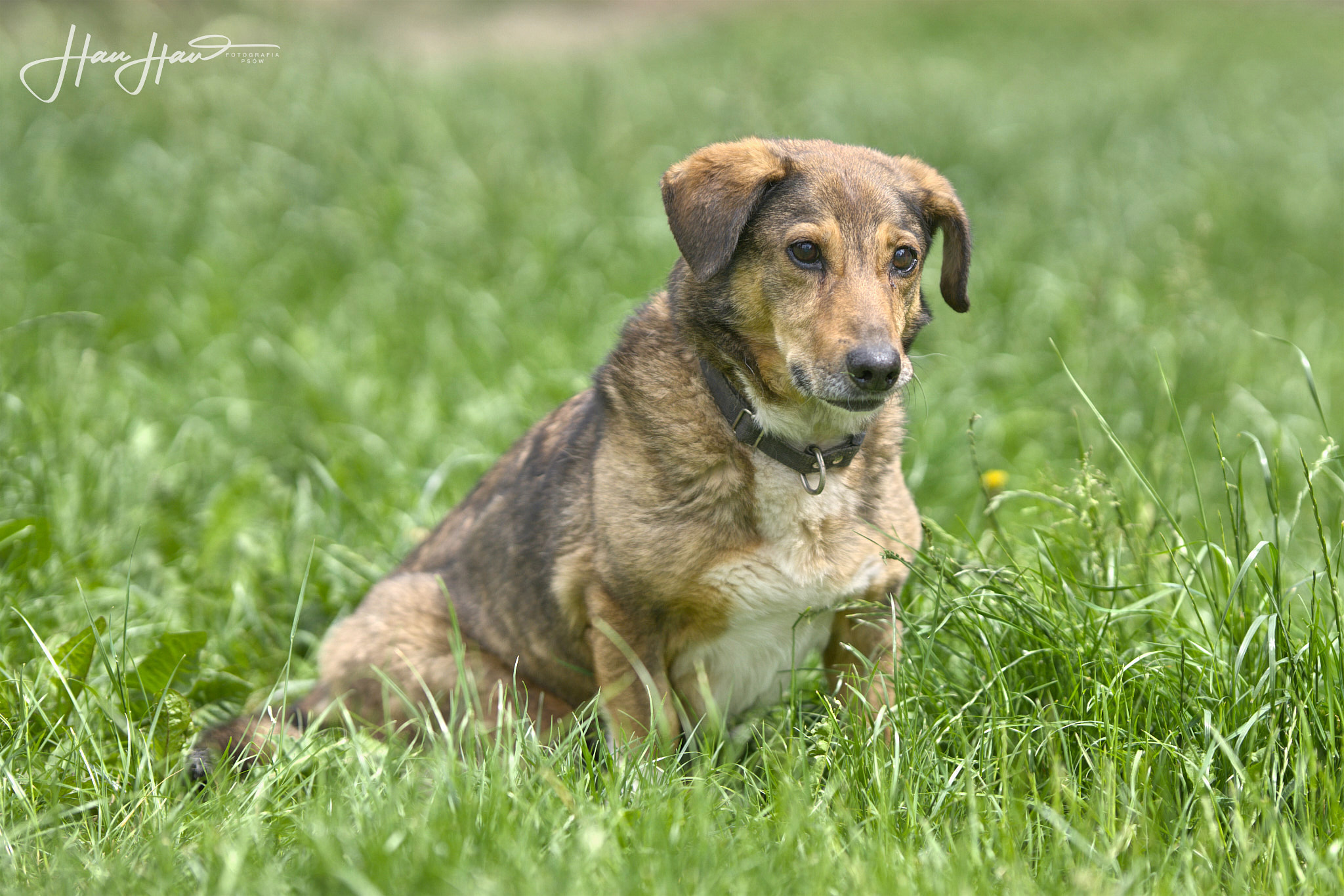 Never mix Jamnik pilne 