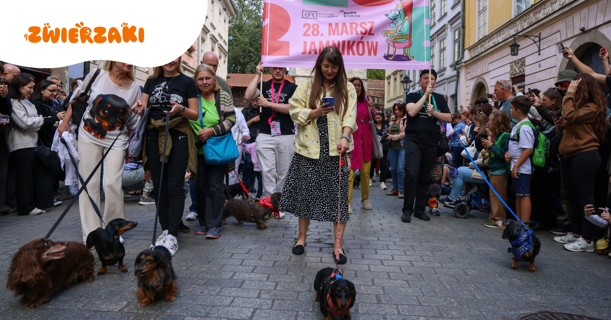 28. Marsz Jamników w Krakowie. Krótkie łapy, wielkie charaktery i królewska parada