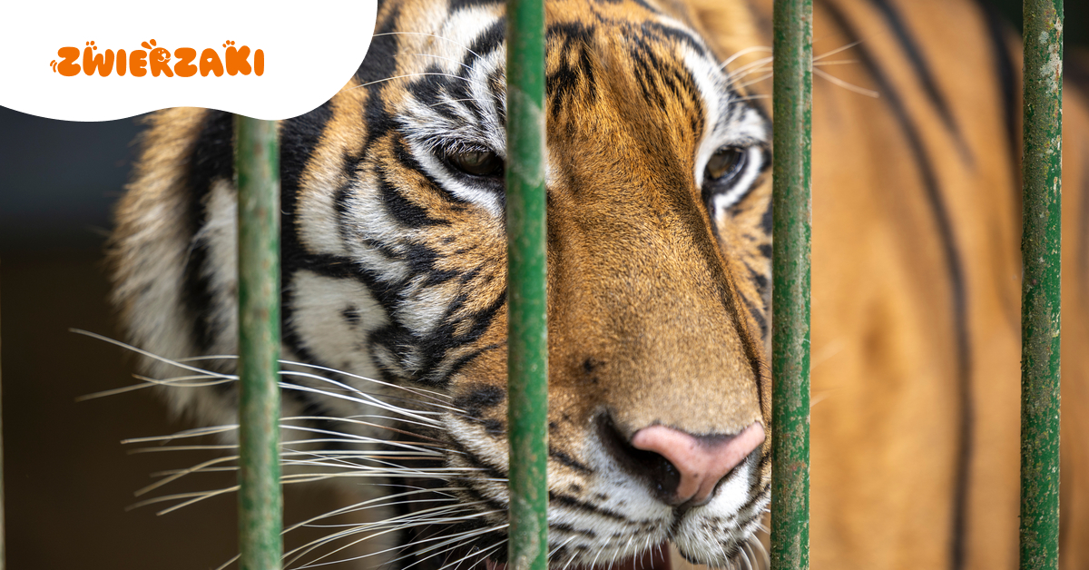 Zwierzęta z ZOO Łączna potrzebują pomocy. Prokuratura szuka dla nich nowych miejsc