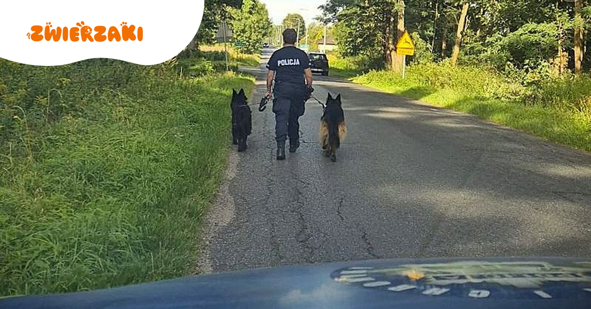 Owczarki uciekły z domu i przeszły blisko 20 kilometrów. Policjanci pomogli im wrócić do właścicielki