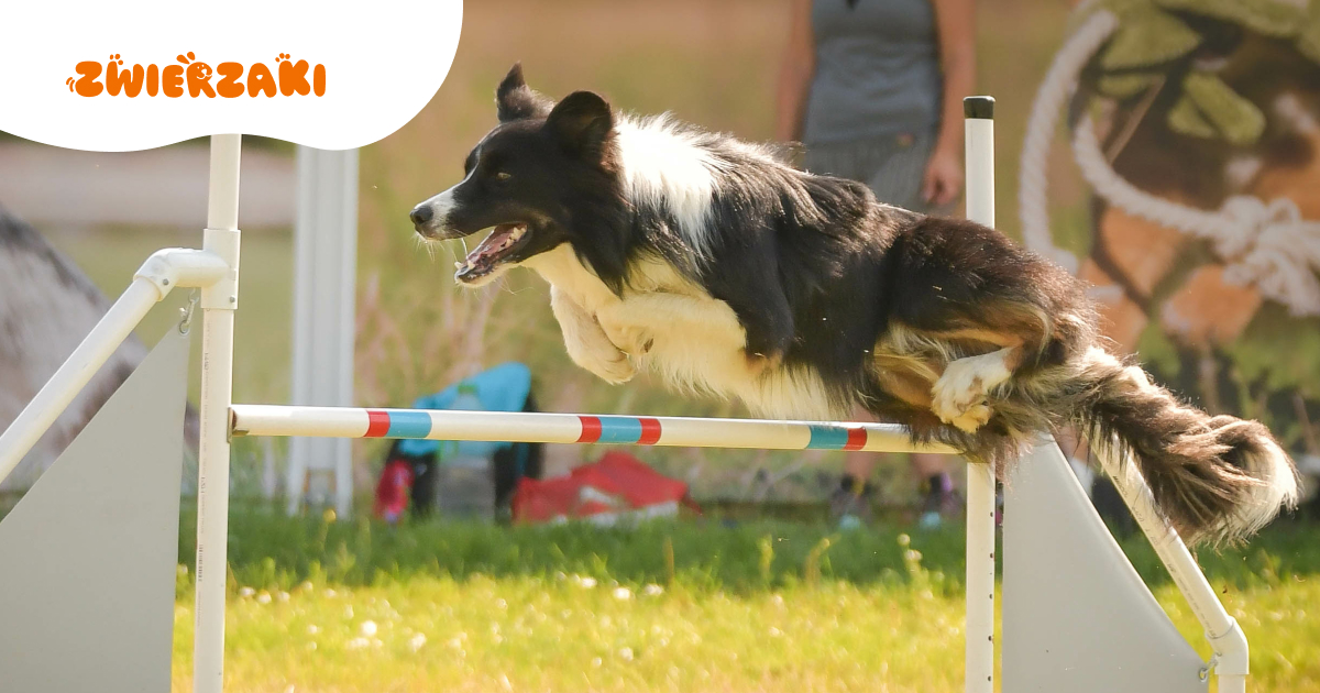 Agility dla psa. Jak zacząć, gdzie trenować?