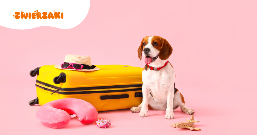 Weekend majowy z pupilem za granicą: jak podróżować odpowiedzialnie?