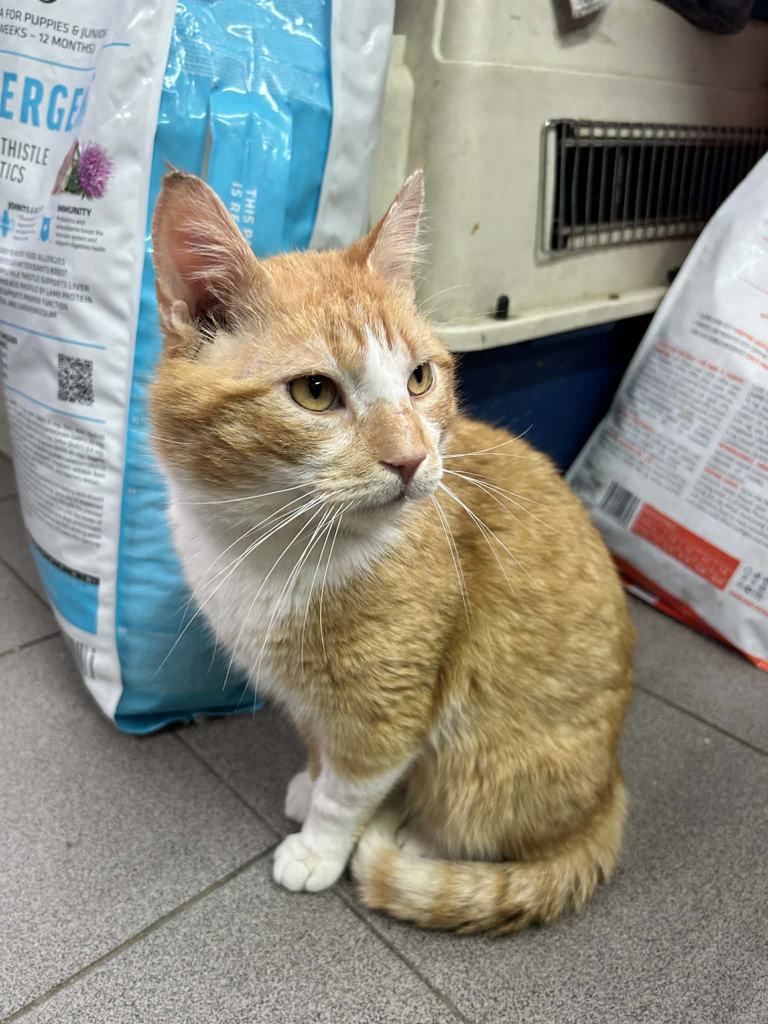 Rudy kocurek szuka domu schronisko Zgierz-aktualne 