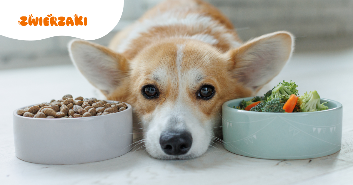 Plan posiłków dla psa z niedowagą. Jak rozłożyć posiłki, by zwiększyć masę?