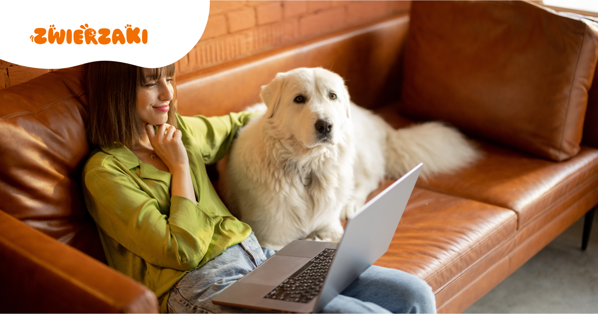 Kursy online dla właścicieli psów. Czego możesz się nauczyć?