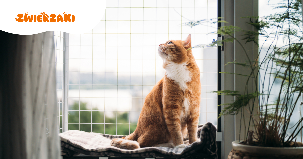 Trend Petios już w Polsce! Jak stworzyć balkon i ogród bezpieczny dla psa i kota?