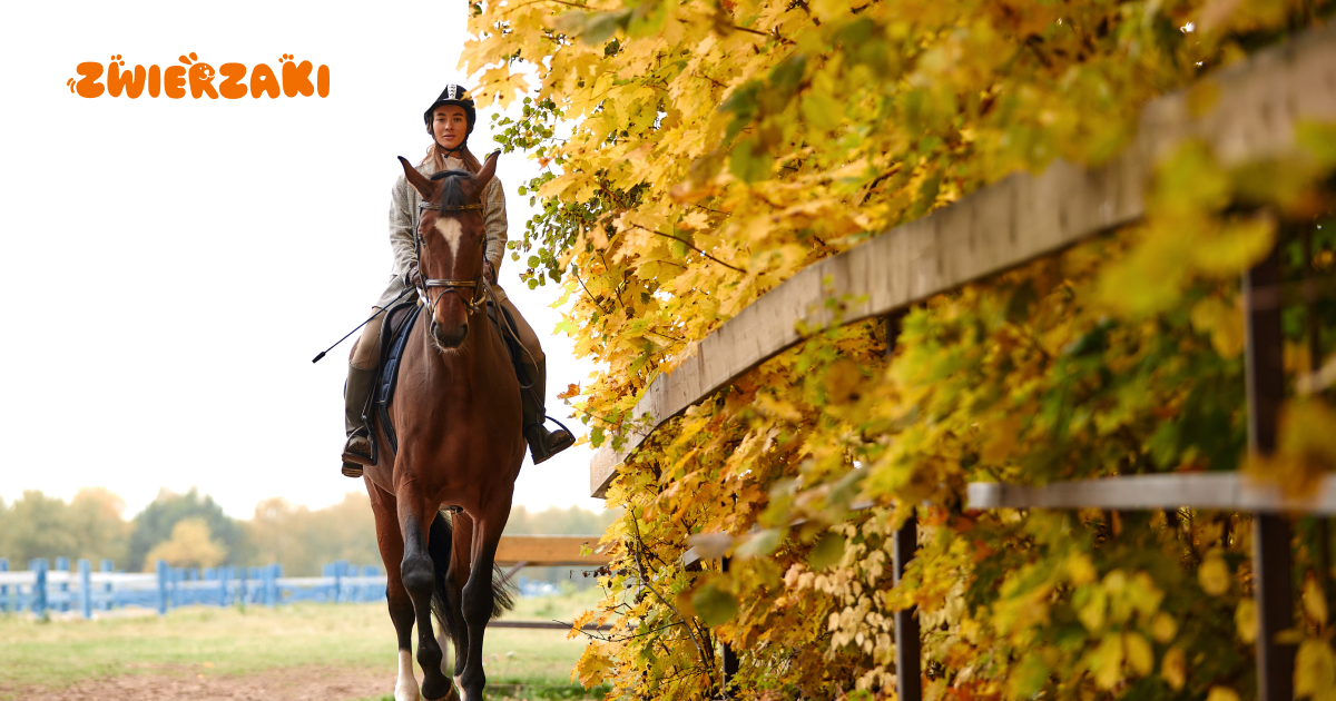Jak przygotować konia na jesień? Sierść, kopyta i dieta pod zmienną pogodę