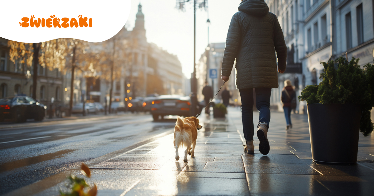 Zwierzęta a hałas: jak chronić uszy pupila w miejskim środowisku?