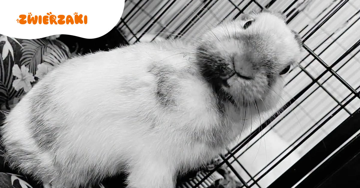 Nie żyje Marcyś. Królik, który stał się symbolem walki i dobra, odszedł nagle