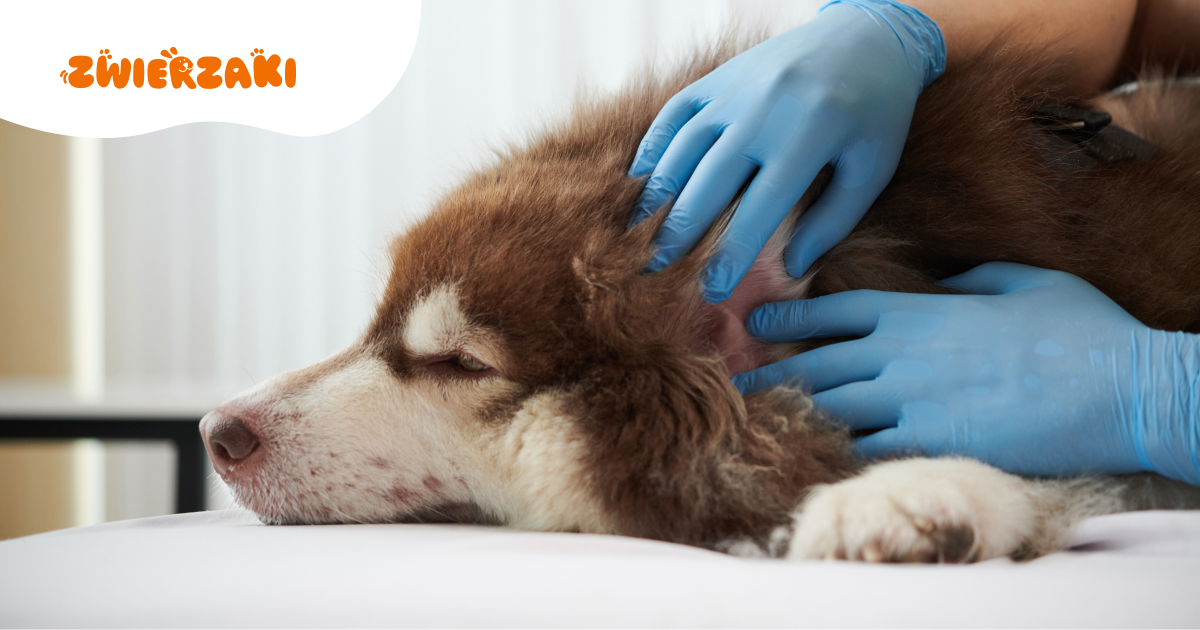 Guzki u psa na uchu: czym one grożą?