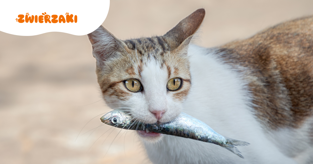 Koty w akcji: kiedy psoty naszego pupila kończą się rozprawą w sądzie