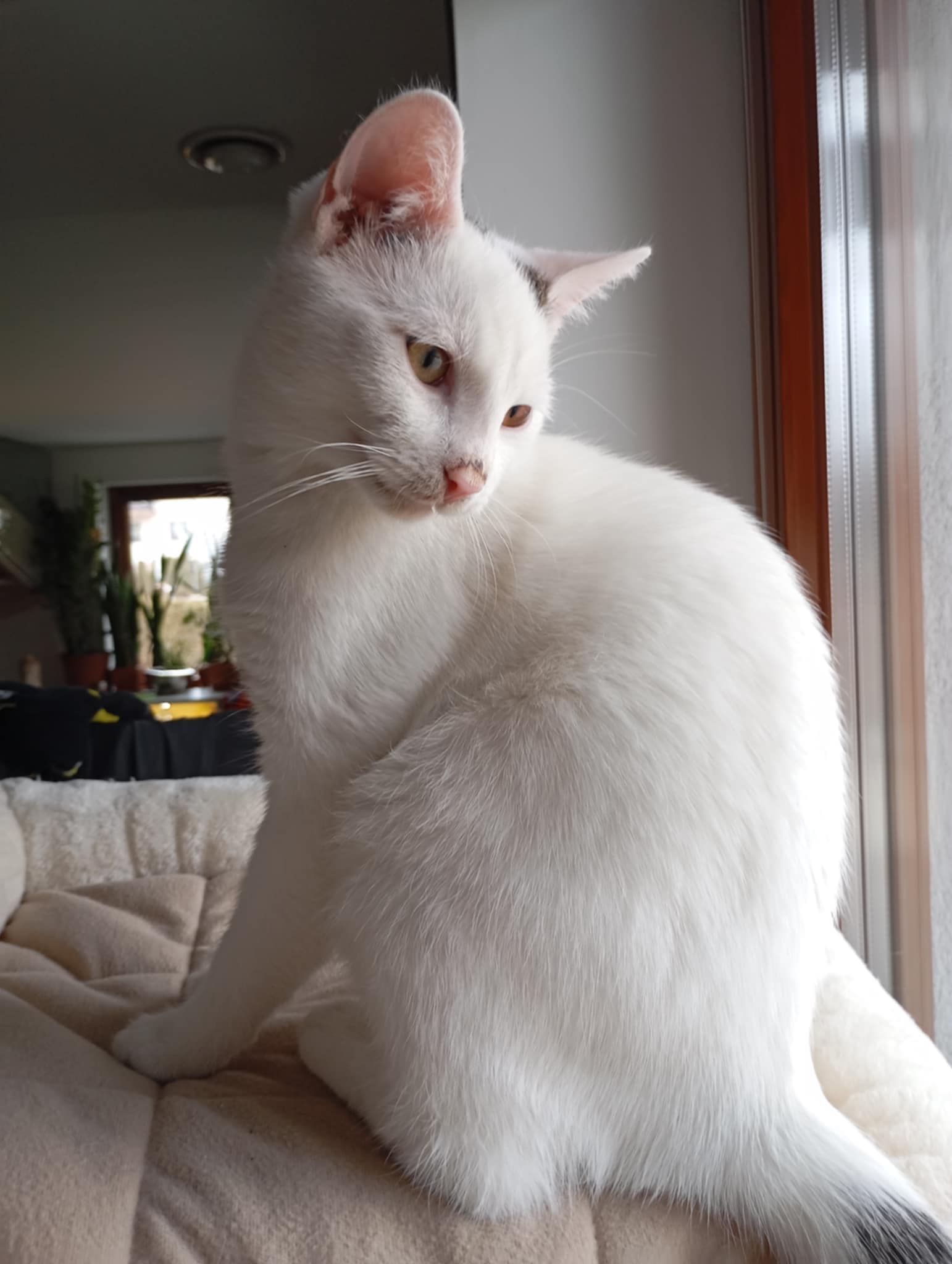 Filemon
