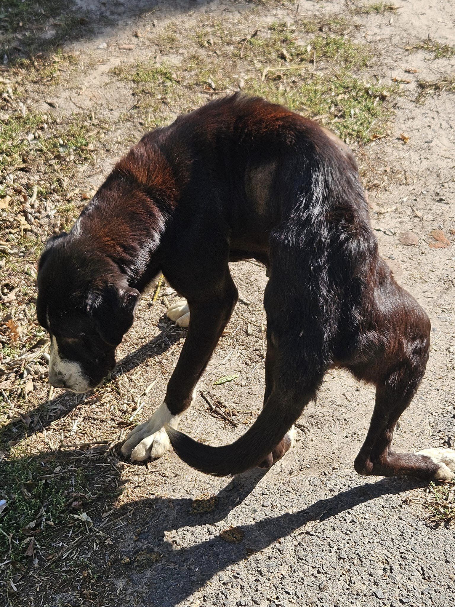Juka