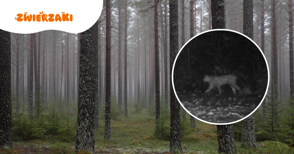 Niezwykły gość w obiektywie fotopułapki. „To dowód na to, że przyroda ma się dobrze”