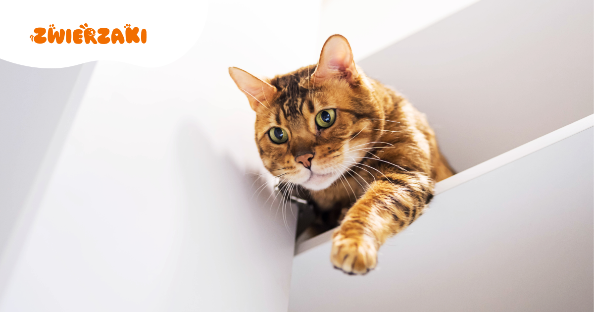 Dlaczego warto zainwestować w budkę dla kota? Poradnik dla właścicieli