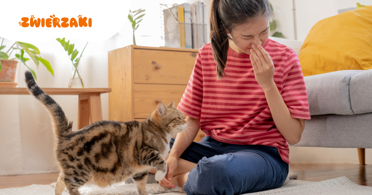 Dlaczego Twój kot boi się, gdy kichasz? Wyjaśniamy