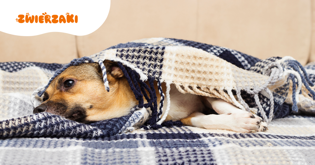 Czy pies może mieć depresję po przeprowadzce? Zmiany, które go stresują