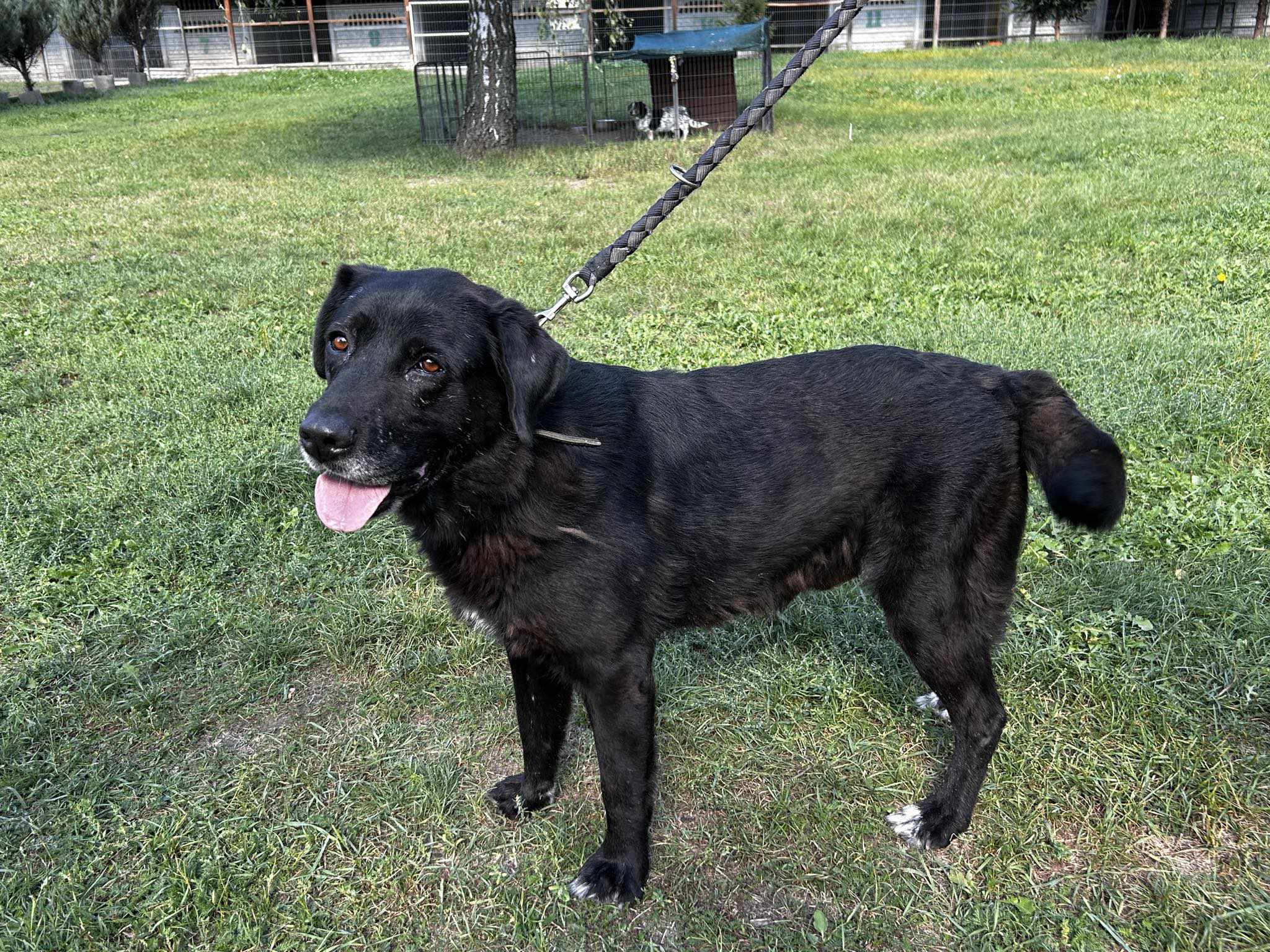 Waligóra Labrador