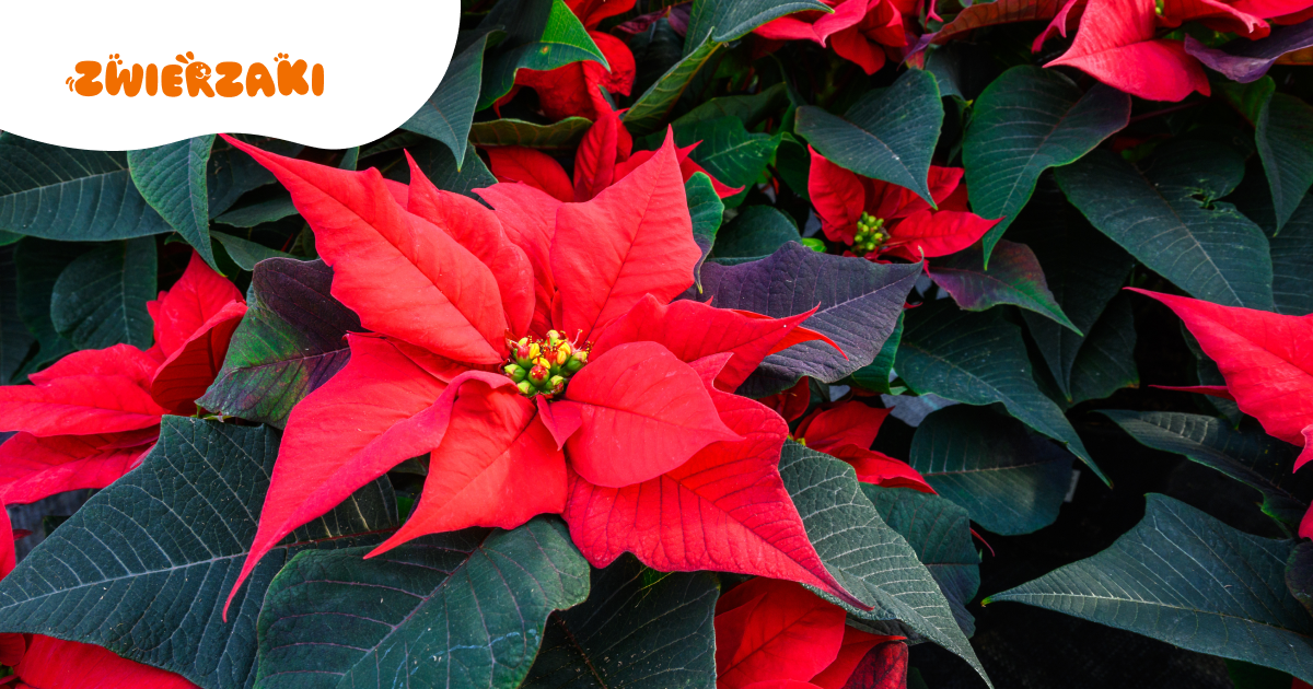 Gwiazda betlejemska, jemioła, choinka – które świąteczne rośliny są trujące dla kota?