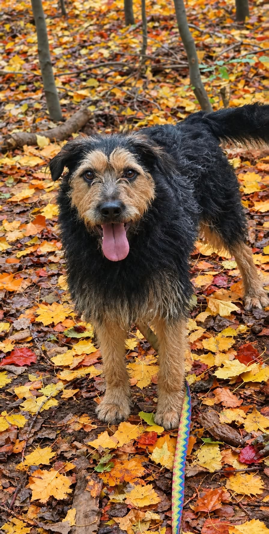 Beri 
