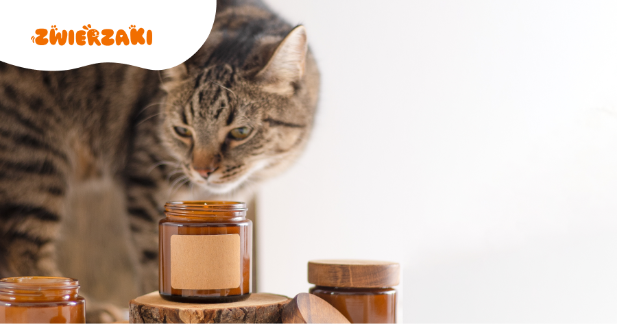 Czy zapachowe świece i dyfuzory są bezpieczne dla kota? Wyjaśniamy!