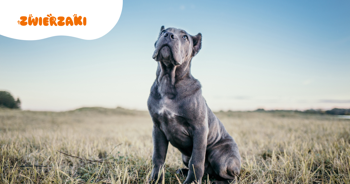 Cane corso blue a inne odmiany. Co warto wiedzieć o różnicach?