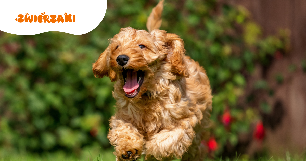 Cavapoo i cockapoo. Czy to dobry wybór? Prawda o doodlach