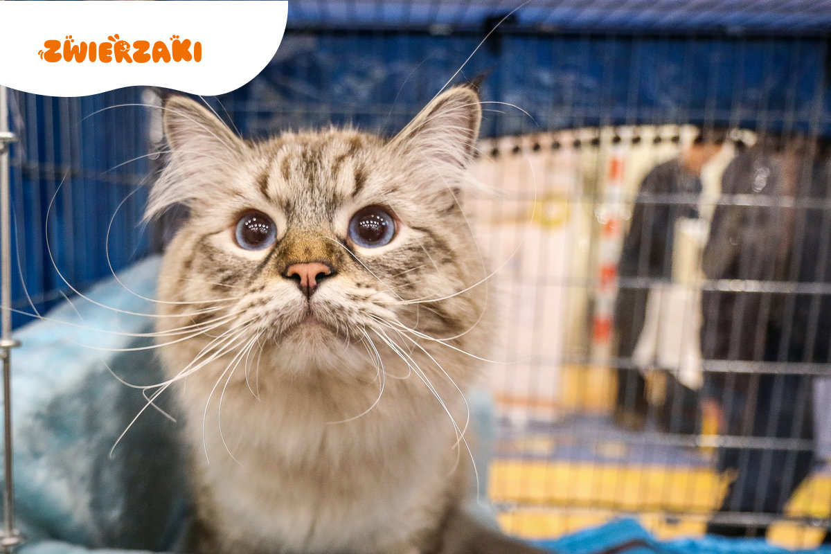 Międzynarodowa Wystawa Kotów Rasowych w Strumieniu – magia kociego świata w obiektywie