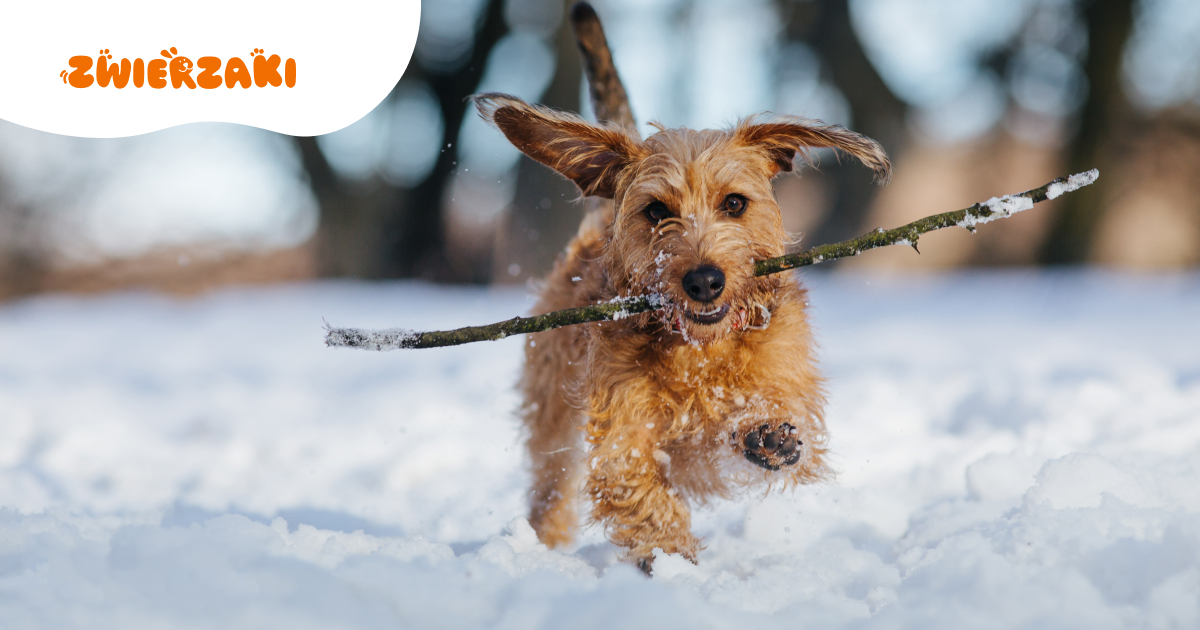 Jak rozpoznać objawy odmrożenia u psa i co zrobić krok po kroku