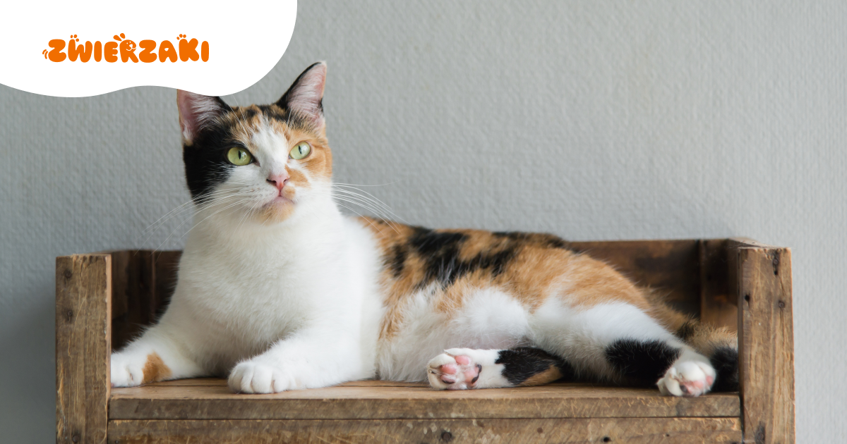 Czy kot z artretyzmem może jeść karmę wysokobiałkową? Fakty i mity