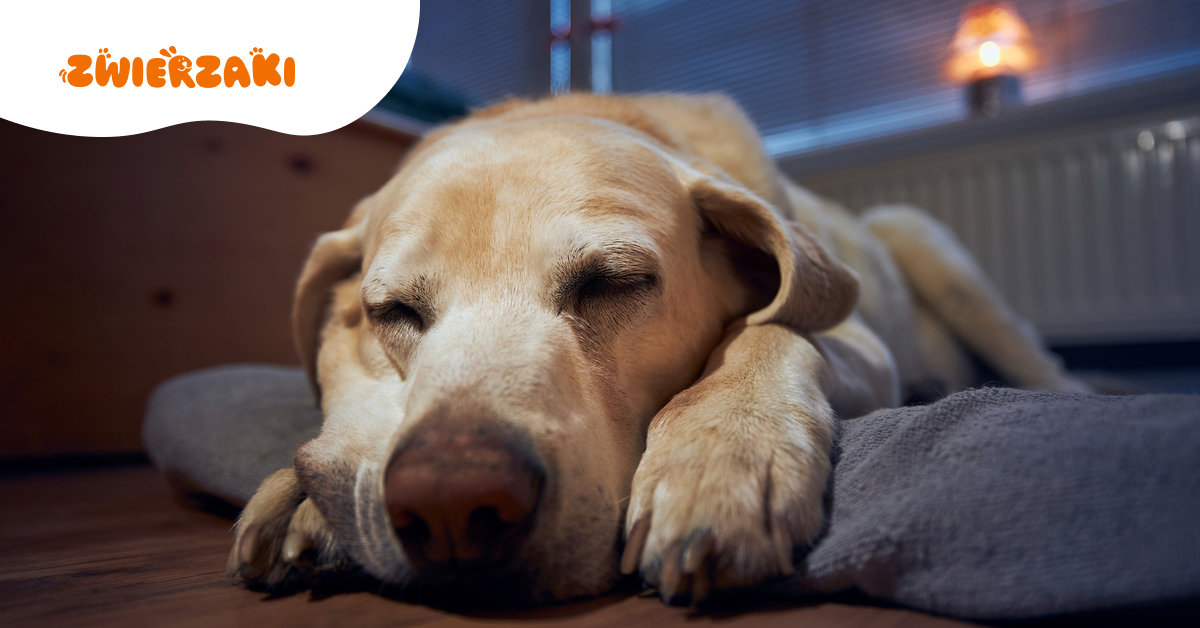 Adopcja: pierwsza noc w nowym domu - co warto wiedzieć