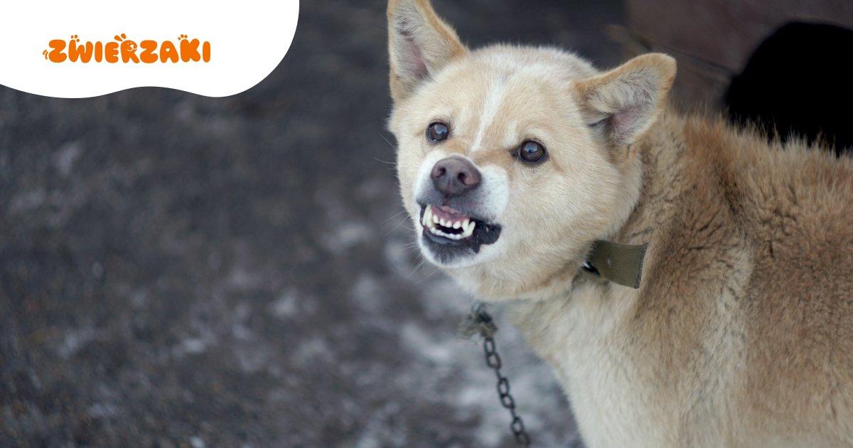 Jak rozpoznać wściekliznę u psa? Zachowania, które powinny zaniepokoić