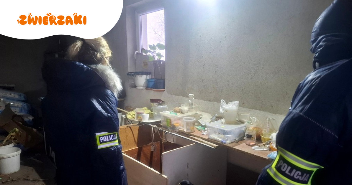 Nielegalna hodowla zlikwidowana. „To, co zastali policjanci poruszało do głębi”