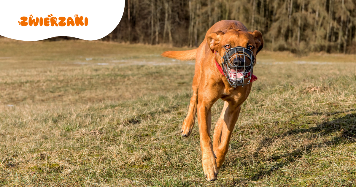 Reaktywność u psa: jak spacerować bez stresu i wybuchów?