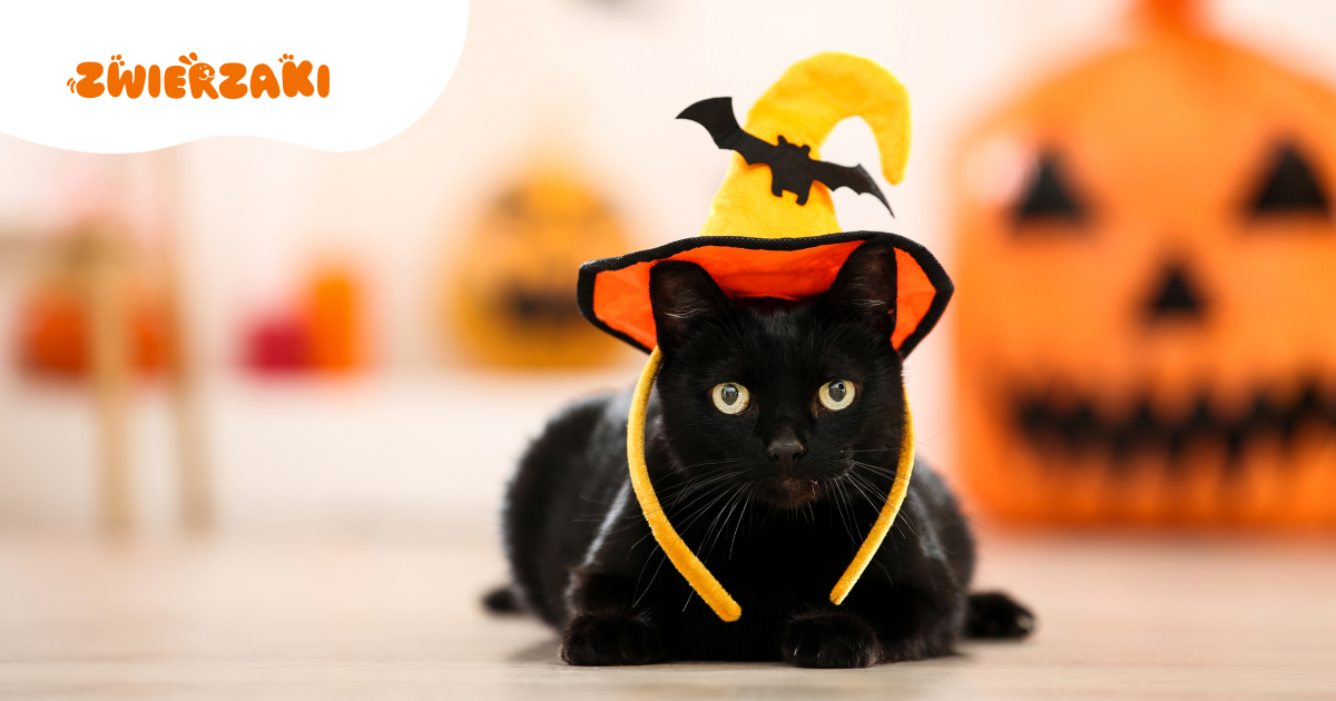 Przebrania dla kotów na Halloween – czy to naprawdę dobry pomysł?