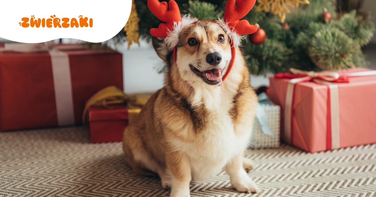 Świąteczne akcje schronisk – jak zostać Mikołajem dla bezdomnych psów i kotów?