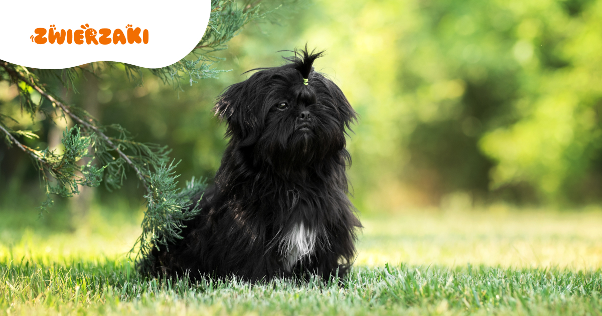 Czarny shih tzu – wszystko, co musisz wiedzieć o tej rasie