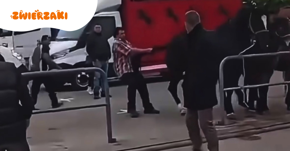 Pajęczno: mężczyzna szarpał i uderzał konie na targach. Jedno ze zwierząt zareagowało kopnięciem