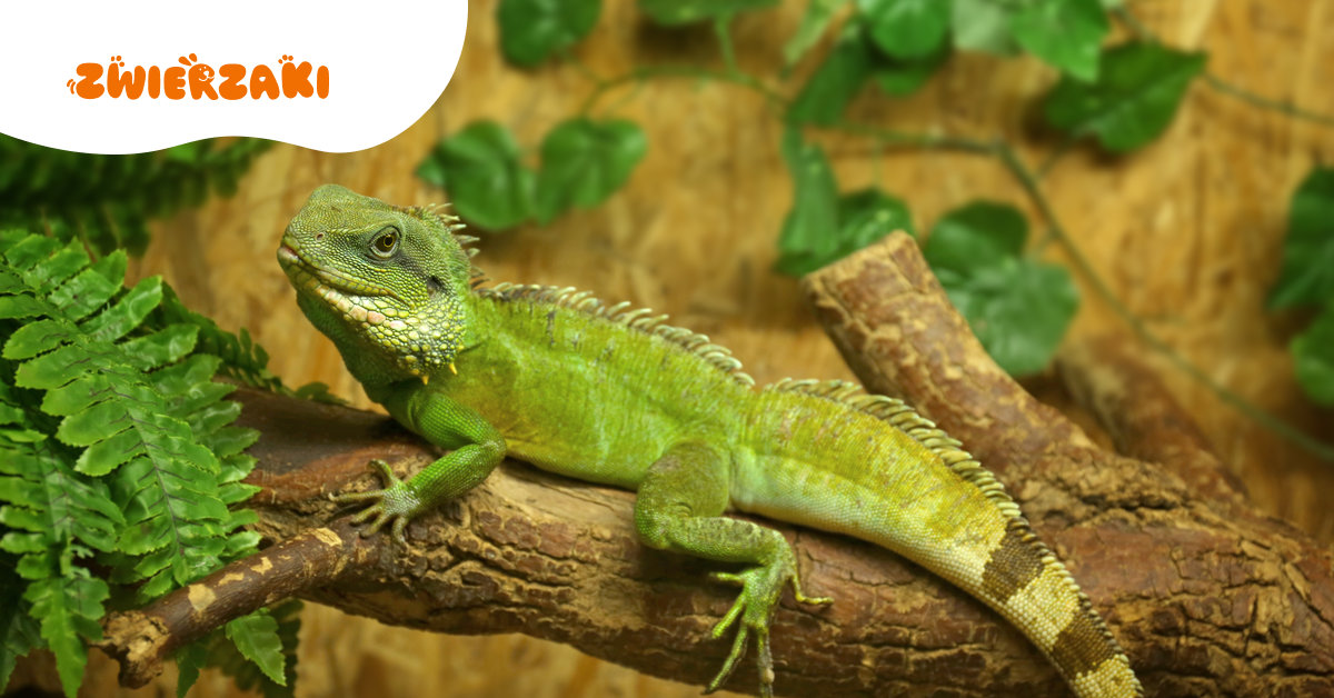 Egzotyczne zwierzęta w polskich domach – moda czy poważny problem?