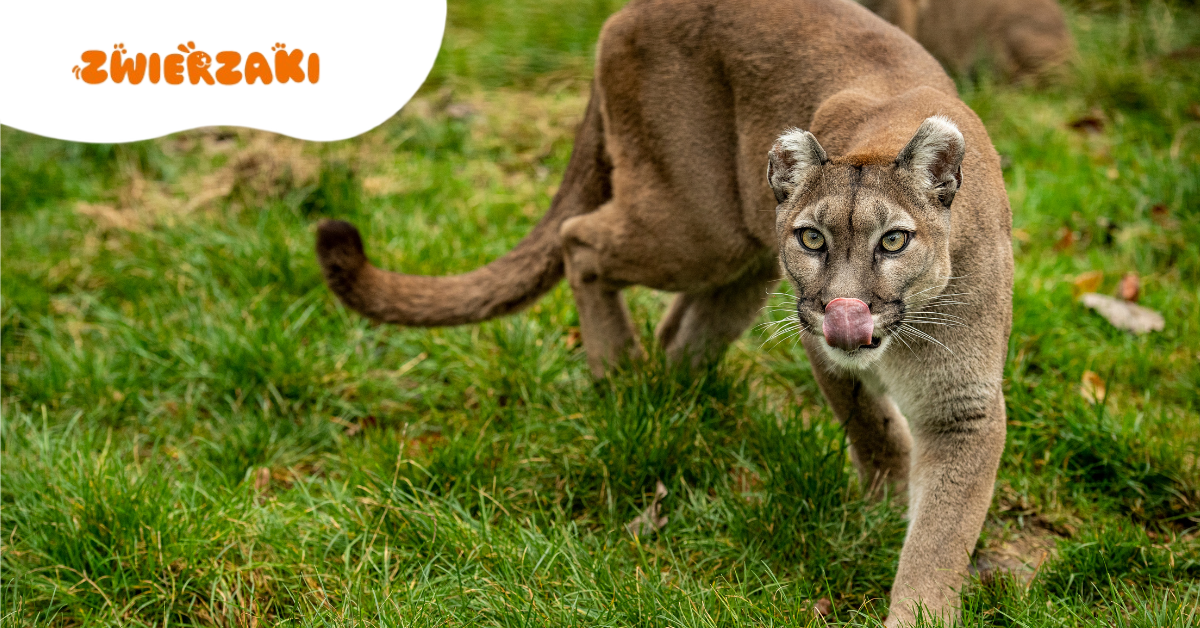 Puma w gminie Polanów? Władze apelują: nie wchodźcie do lasu w okolicach Karsinki i Rekowa