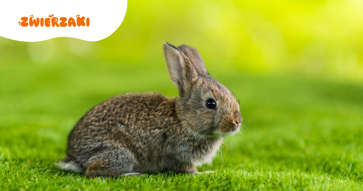 Czy królik może wychodzić na balkon lub do ogrodu? Wiosenne zasady bezpieczeństwa