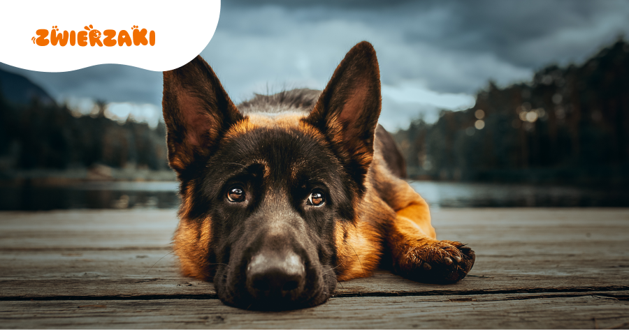 Pierwsza burza z psem po adopcji: jak reagować, żeby nie nasilić lęku?