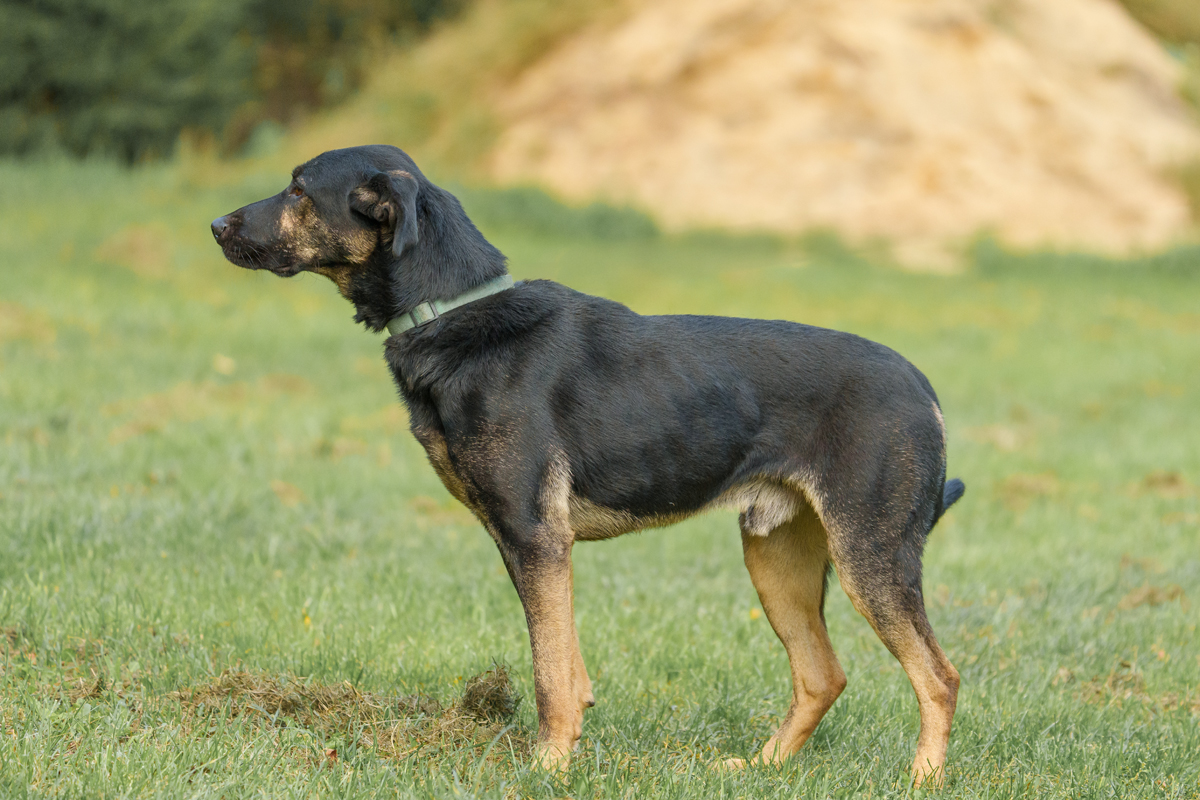 Wasyl mix owczarek 