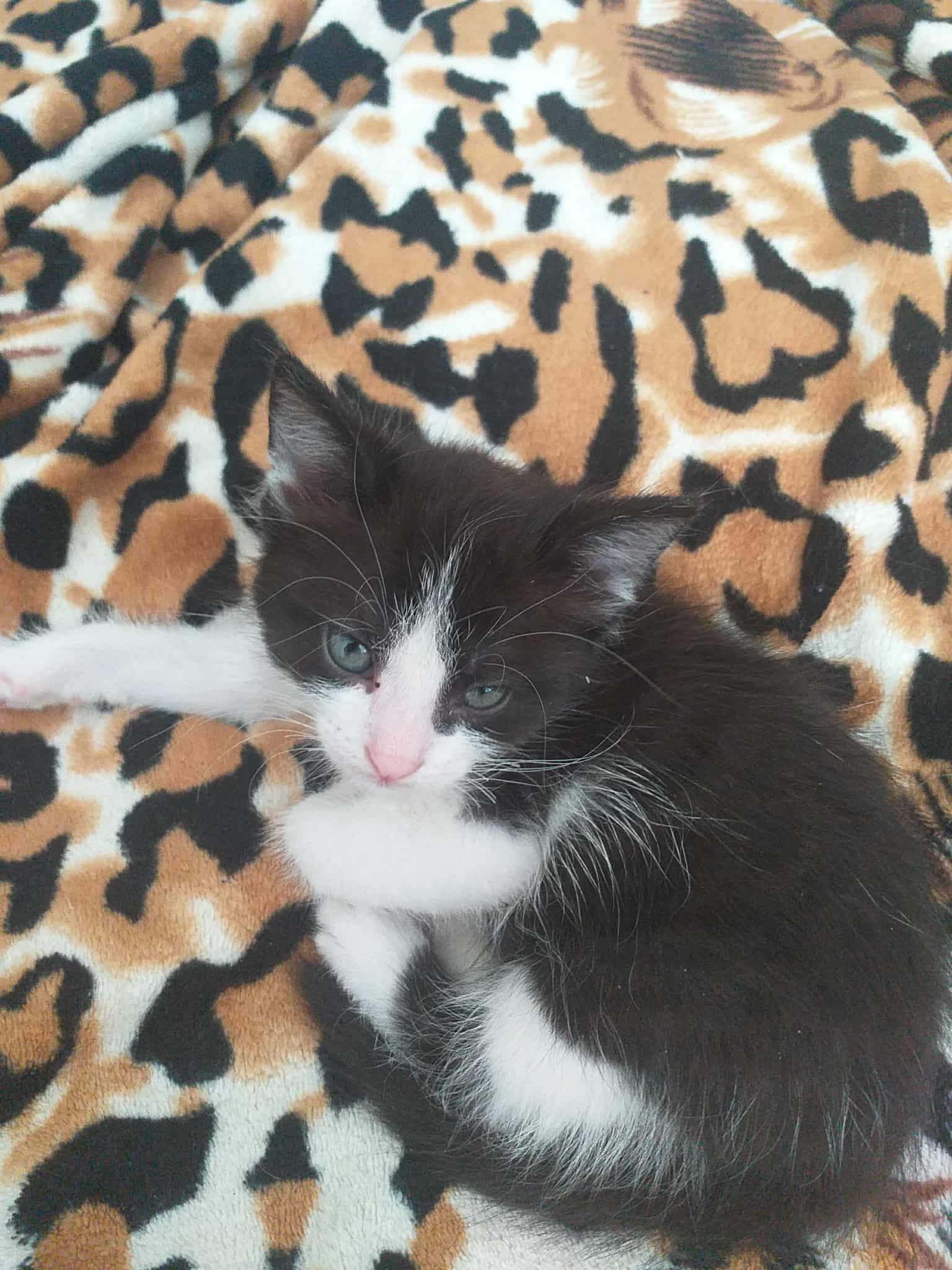 kociaki bez mamy adopcja razem