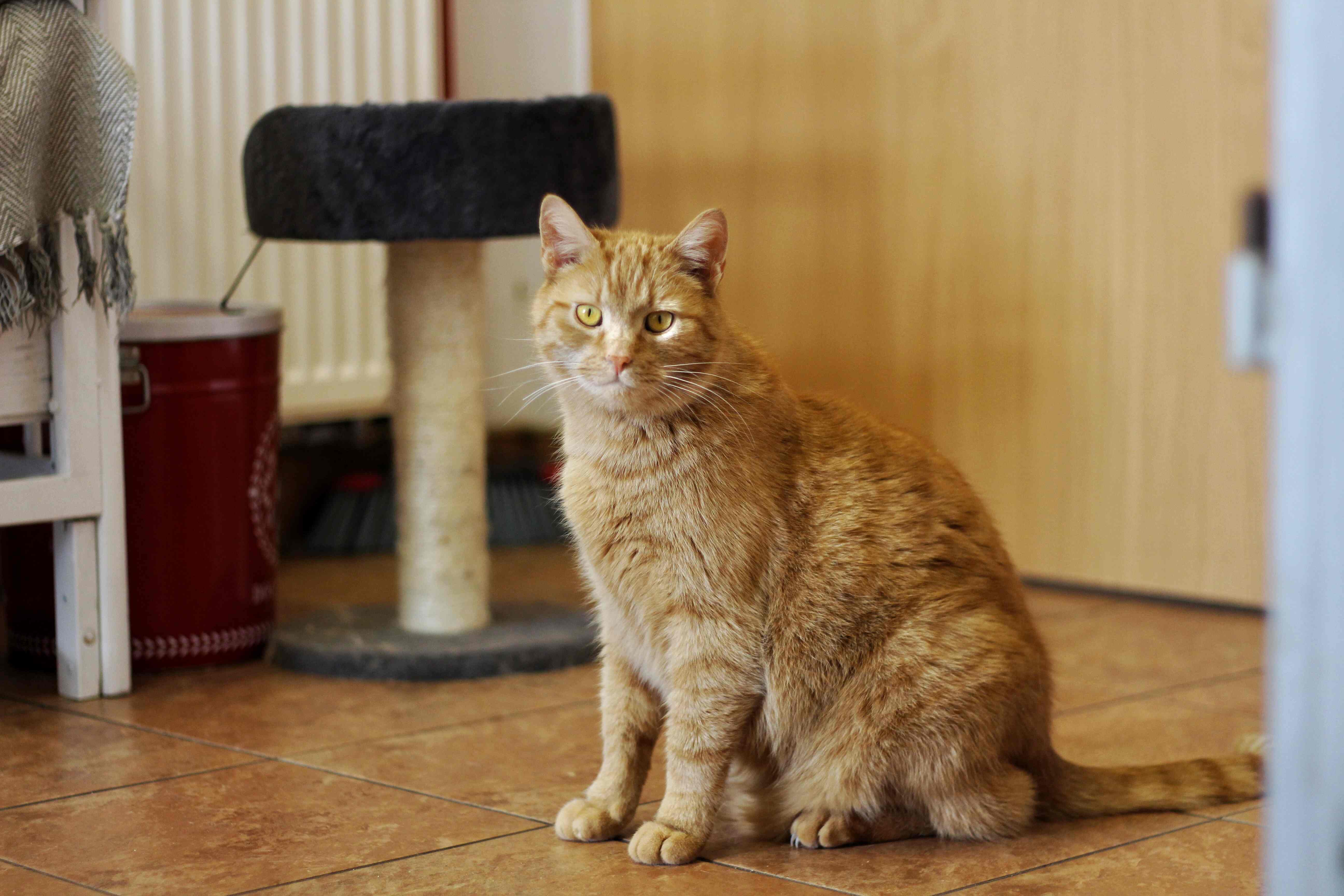 Garfield