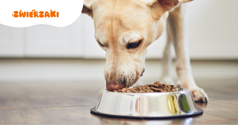 Karma dla psa po kastracji: marketing czy realna potrzeba?