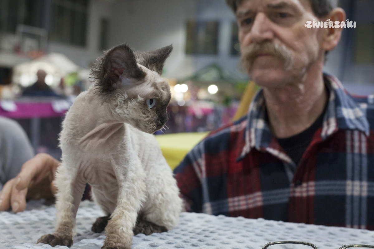 Międzynarodowa Wystawa Kotów Rasowych w Gdyni – fotorelacja z „British Aristocats Show” 