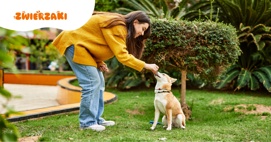 Przysmaki treningowe dla psa: jak nie przekarmić psa w czasie nauki?