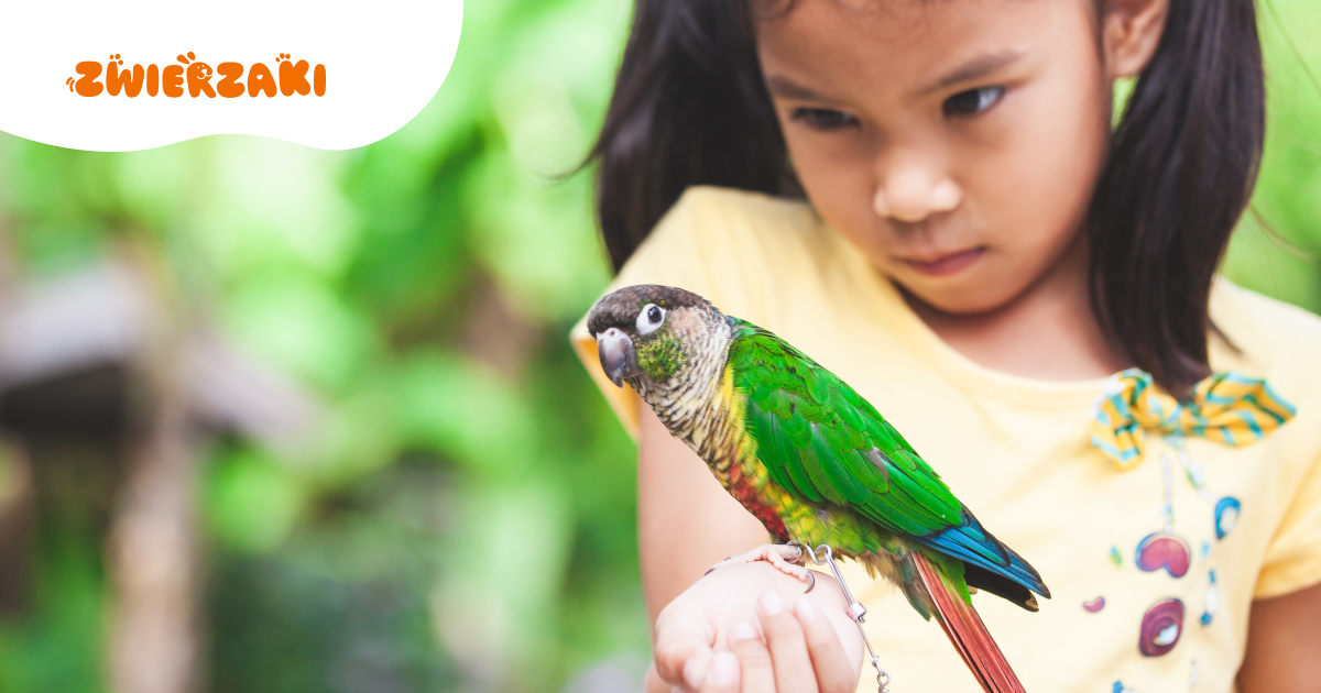 Egzotyczne ptaki w polskich domach. Jak legalnie kupić i opiekować się papugą?